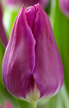 Тюльпан Дестінейшн 500 цибулин розмір 12+