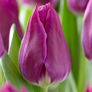 Тюльпан Дестінейшн 500 цибулин розмір 12+