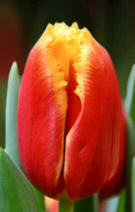 Тюльпан Девенпорт 500 цибулин розмір 12+