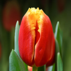 Тюльпан Девенпорт 500 цибулин розмір 12+