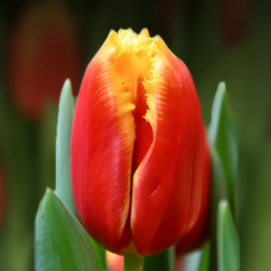 Тюльпан Девенпорт 500 цибулин розмір 12+