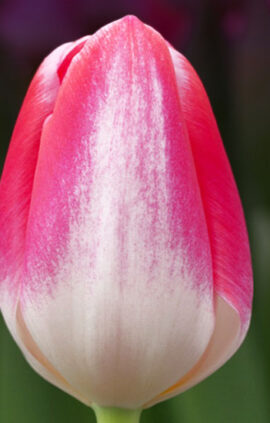 Тюльпан Донателло 500 цибулин розмір 12+