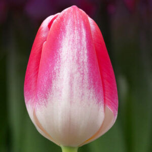 Тюльпан Донателло 500 цибулин розмір 12+