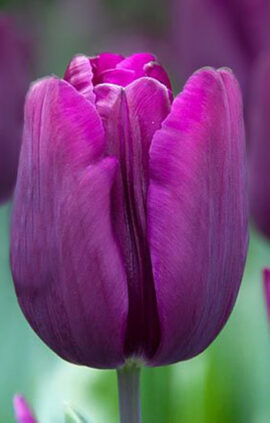 Тюльпан Блу Чампіон 25 цибулин розмір 10/11