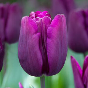 Тюльпан Діп Пурпл Рок 500 цибулин розмір 12+