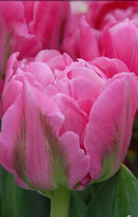 Тюльпан Дизерелле 500 цибулин розмір 12+