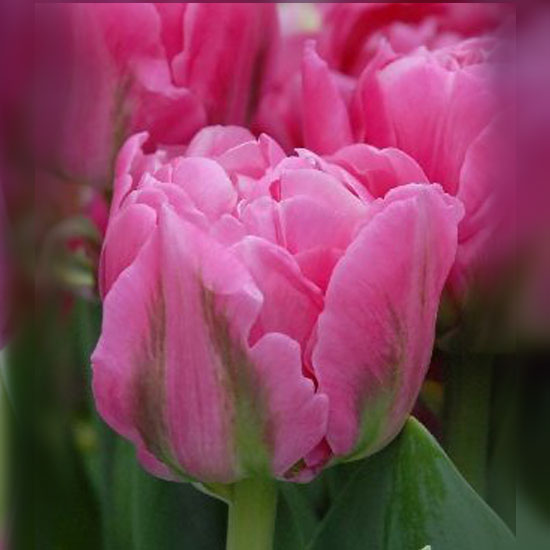 Тюльпан Дизерелле 500 цибулин розмір 12+