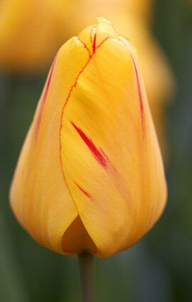 Тюльпан Джульєтта 30 цибулин розмір 10/11