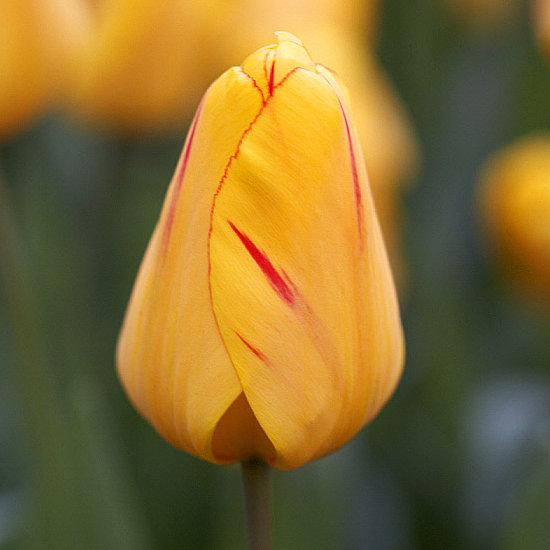 Тюльпан Джульєтта 30 цибулин розмір 10/11