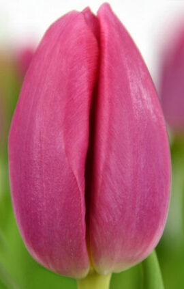 Тюльпан Експрешн 500 цибулин розмір 12+