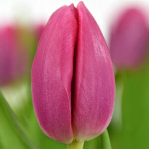 Тюльпан Експрешн 500 цибулин розмір 12+