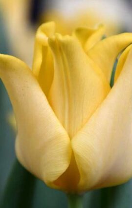 Тюльпан Еллоу Кроун 30 цибулин розмір 10/11