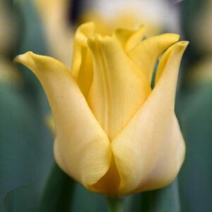 Тюльпан Еллоу Кроун 30 цибулин розмір 10/11