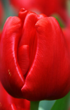 Тюльпан Ескейп 500 цибулин розмір 12+