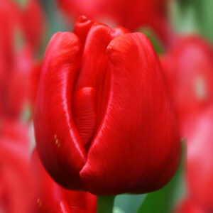 Тюльпан Ескейп 500 цибулин розмір 12+