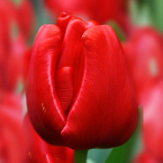 Тюльпан Ескейп 500 цибулин розмір 12+