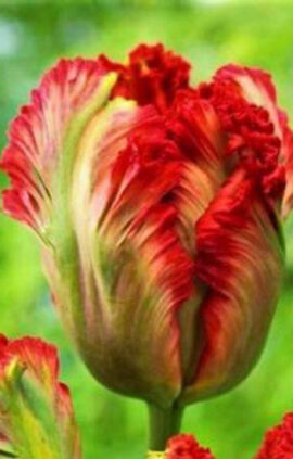 Тюльпан Екзотик Перрот 25 цибулин розмір 10/11