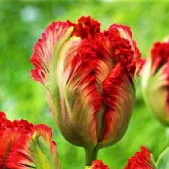 Тюльпан Екзотик Перрот 25 цибулин розмір 10/11