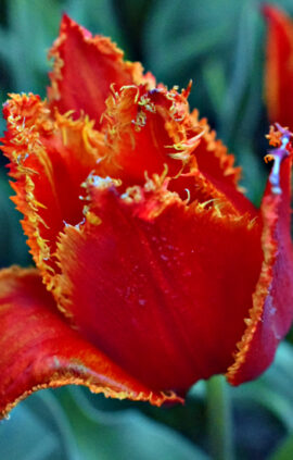 Тюльпан Фабіо упаковка 30 цибулин розмір 10/11