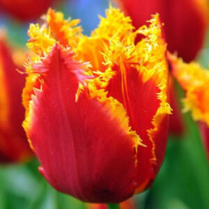 Тюльпан Фабіо 500 цибулин розмір 12+