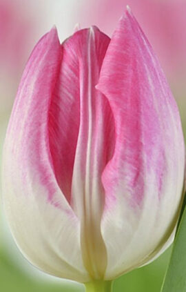 Тюльпан Ферст клас 500 цибулин розмір 12+