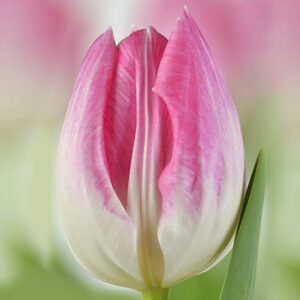 Тюльпан Ферст клас 500 цибулин розмір 12+