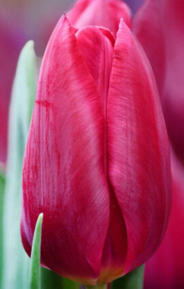 Тюльпан Фест Лайф 500 цибулин розмір 12+