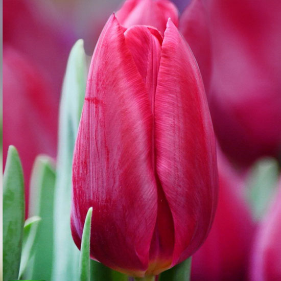 Тюльпан Фест Лайф 500 цибулин розмір 12+