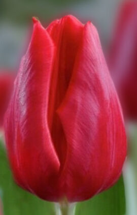 Тюльпан Ферст Стар 500 цибулин розмір 12+