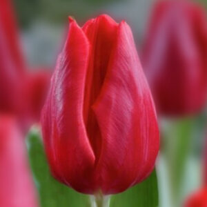 Тюльпан Ферст Стар 500 цибулин розмір 12+