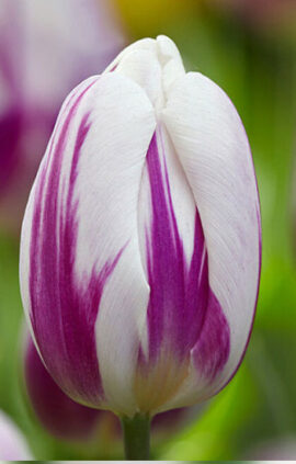 Тюльпан Фламінг Флаг 500 цибулин розмір 12+