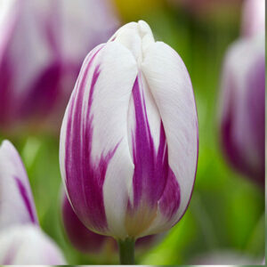 Тюльпан Фламінг Флаг 500 цибулин розмір 12+