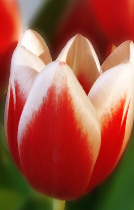 Тюльпан Фул Хаус 500 цибулин розмір 12+