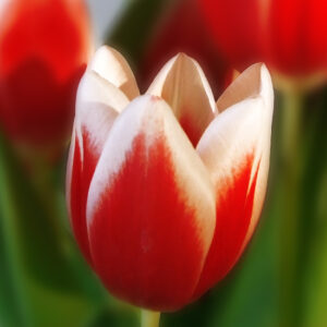 Тюльпан Фул Хаус 500 цибулин розмір 12+