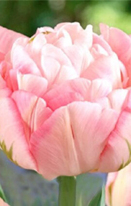 Тюльпан Фінола 500 цибулин розмір 12+