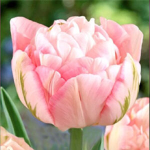 Тюльпан Фінола 500 цибулин розмір 12+