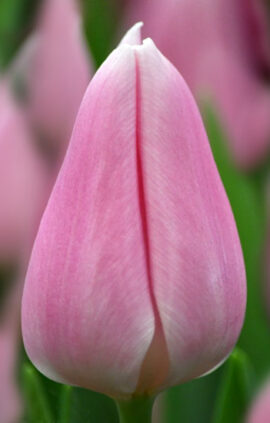 Тюльпан Габріелла 500 цибулин розмір 12+