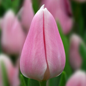 Тюльпан Габріелла 500 цибулин розмір 12+