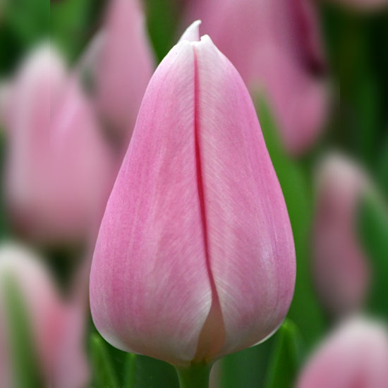 Тюльпан Габріелла 500 цибулин розмір 12+