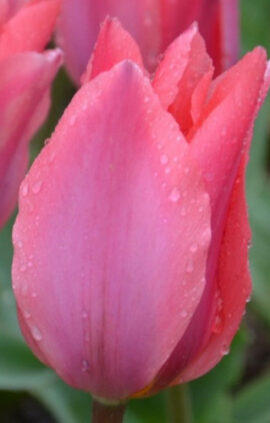 Тюльпан Albert Heijn 30 цибулин розмір 10/11