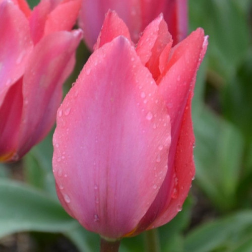 Тюльпан Albert Heijn 30 цибулин розмір 10/11