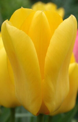 Тюльпан Кандела 30 цибулин розмір 10/11