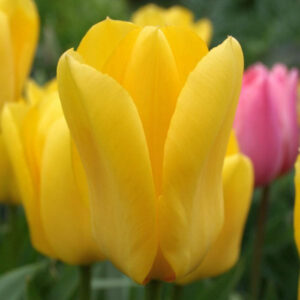 Тюльпан Кандела 30 цибулин розмір 10/11