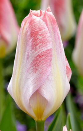 Тюльпан Flaming Purissima 30 цибулин розмір 10/11