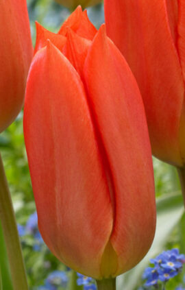 Тюльпан Оранж Бриз 30 цибулин розмір 10/11