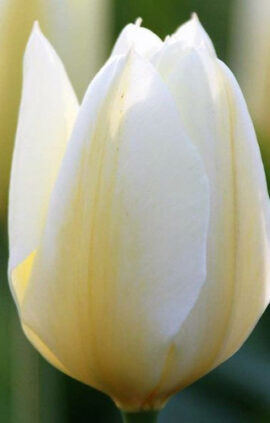 Тюльпан Пурісіма 30 цибулин розмір 10/11