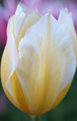 Тюльпан Світ харт 30 цибулин розмір 10/11