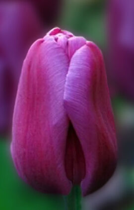 Тюльпан Хай Файв 500 цибулин розмір 12+