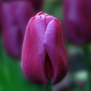 Тюльпан Хай Файв 500 цибулин розмір 12+