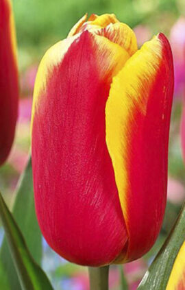 Тюльпан Хайкер 500 цибулин розмір 12+